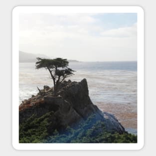 Lone Cypress Pebble Beach California Sticker